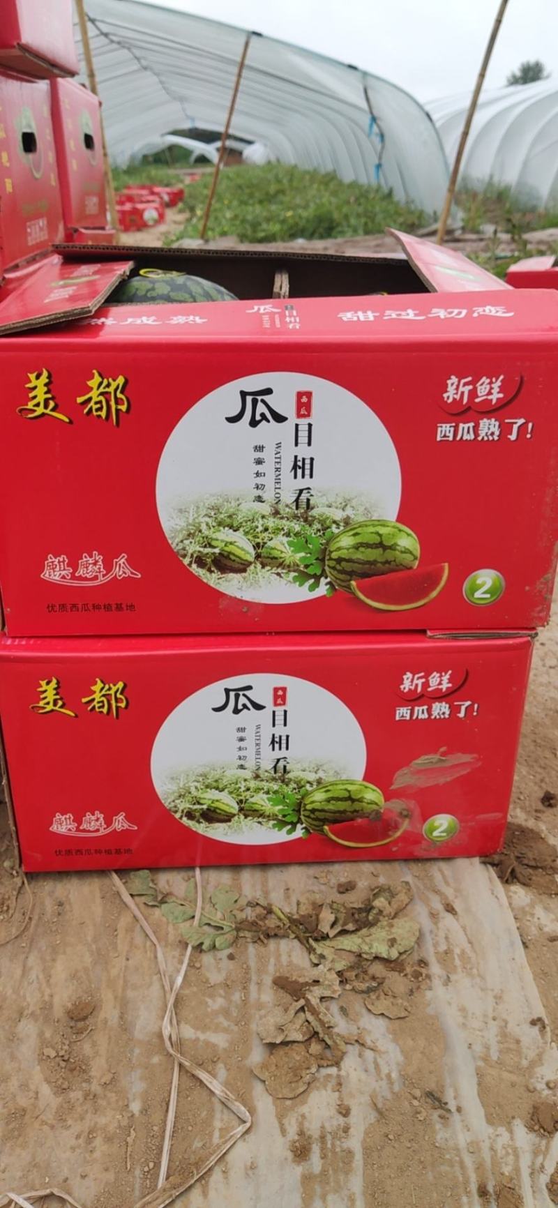 云南美都西瓜大棚头茬无籽对接市场商超电商糖度高