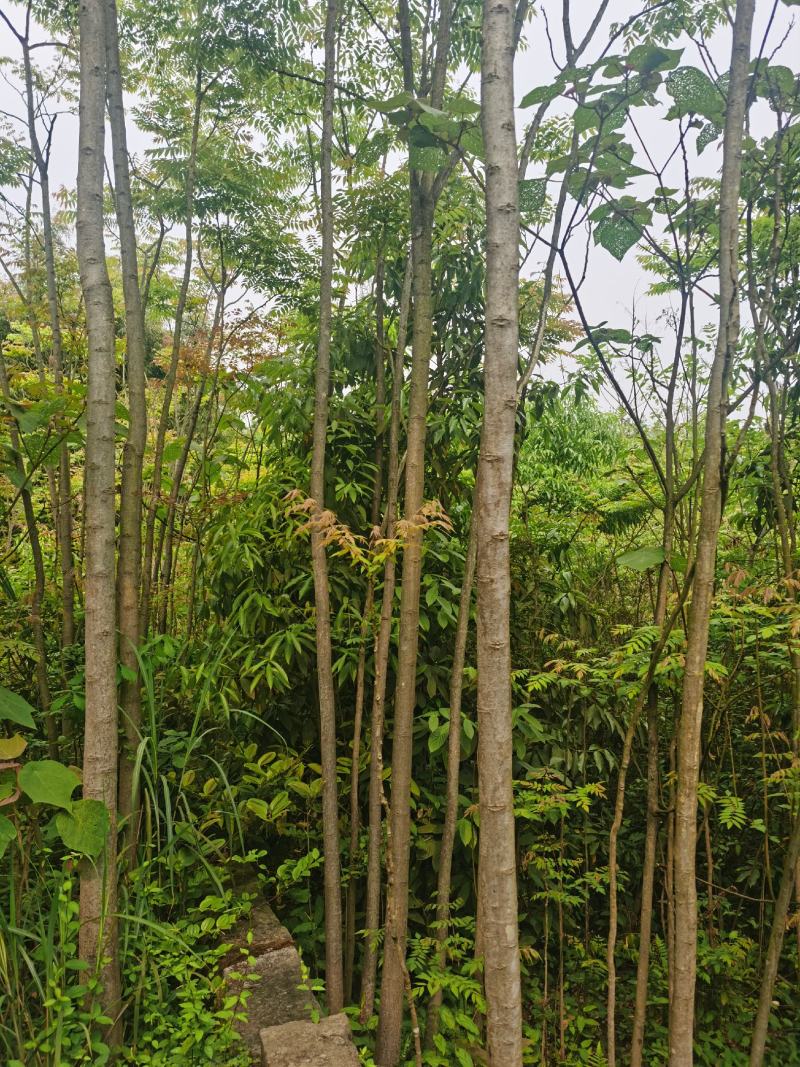 低价出售栾树，树干直，树型好
