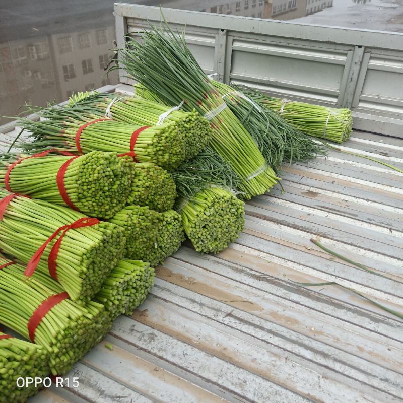 大量供应上市，红帽蒜薹，走市场，入冷库裡面，新鲜好货