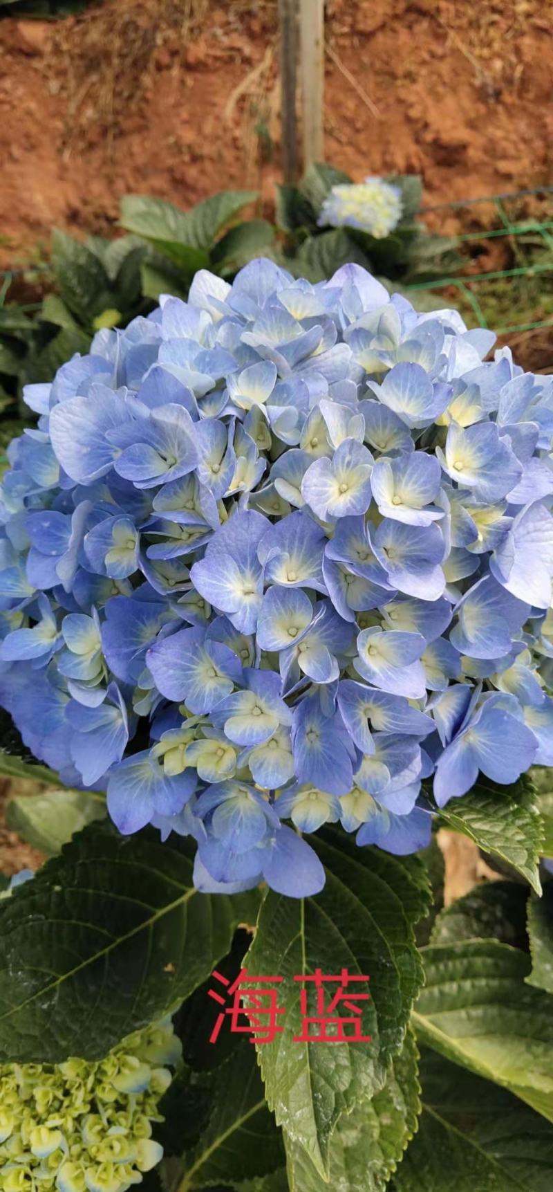 八仙花无尽夏绣球苗批发可视频看货基地供应
