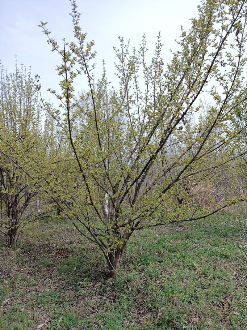 山茱萸，丛生山茱萸，独杆山茱萸，规格齐全