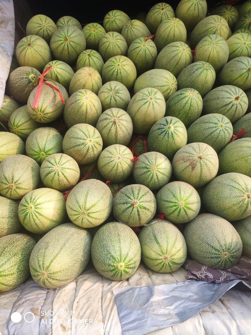 香瓜甜瓜藤瓜玫珑晓蜜25网纹瓜哈密瓜鲁厚甜