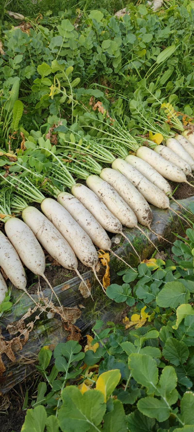 大量供应精品白萝卜，自产自销、质优价廉、量大从优