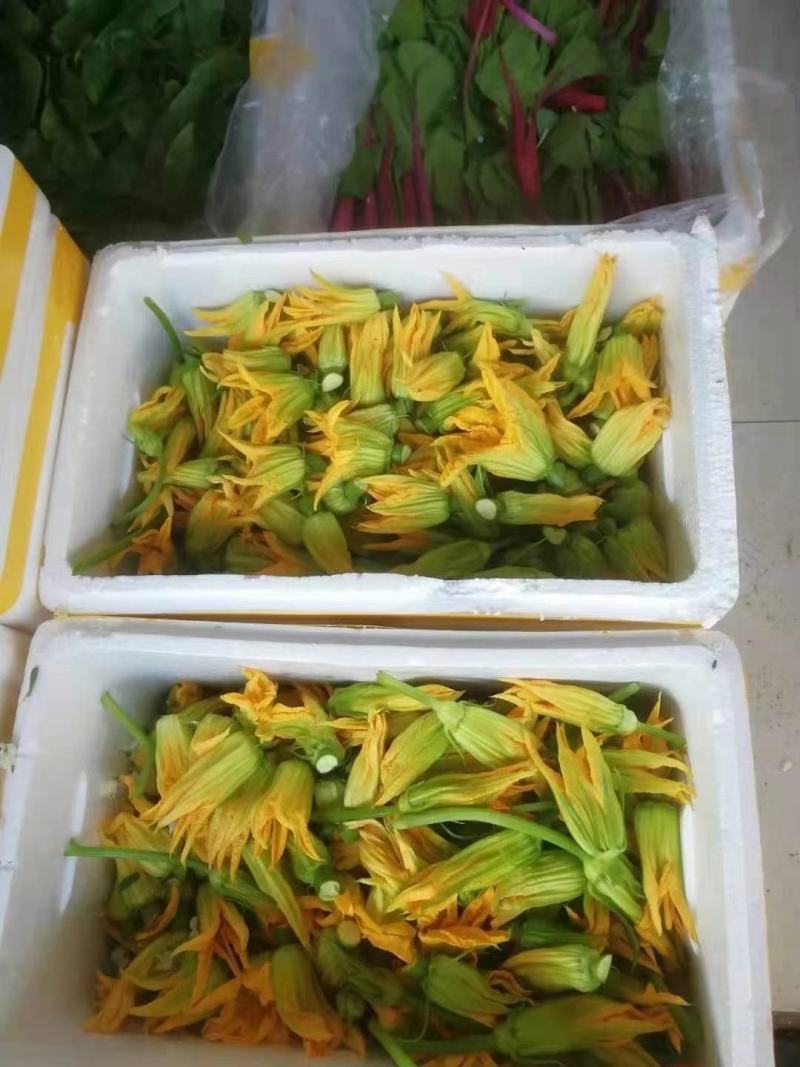 南瓜花基地出货煎，炸，做汤都可以
