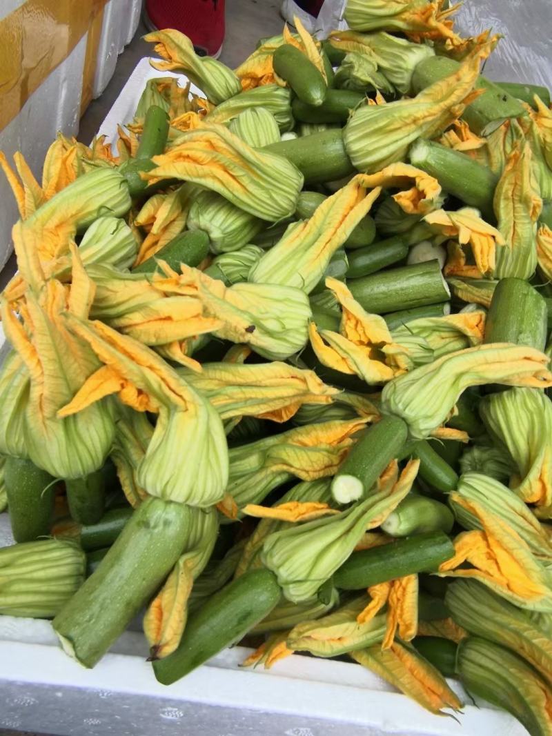 南瓜花基地出货煎，炸，做汤都可以