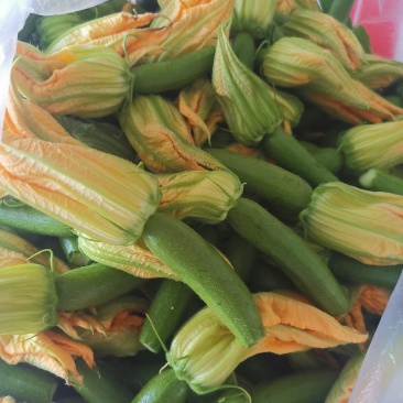 南瓜花基地出货煎，炸，做汤都可以