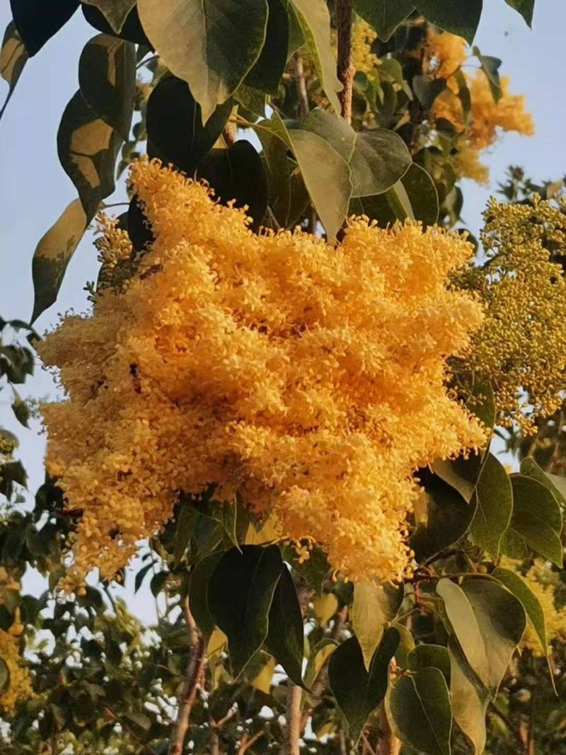黄花丁香北京黄丁香金园丁香江苏盐黄金丁香苗圃