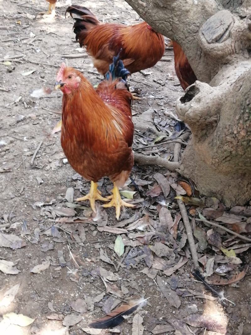 灵山土阉，走山土鸡！
