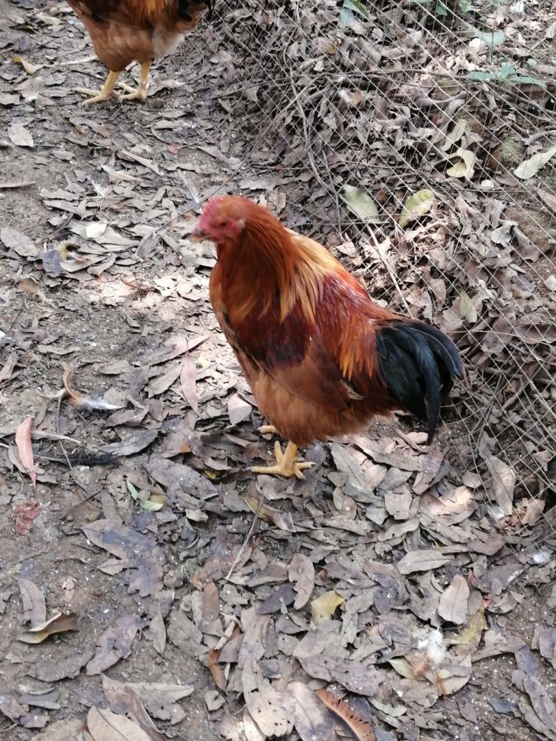 灵山土阉，走山土鸡！