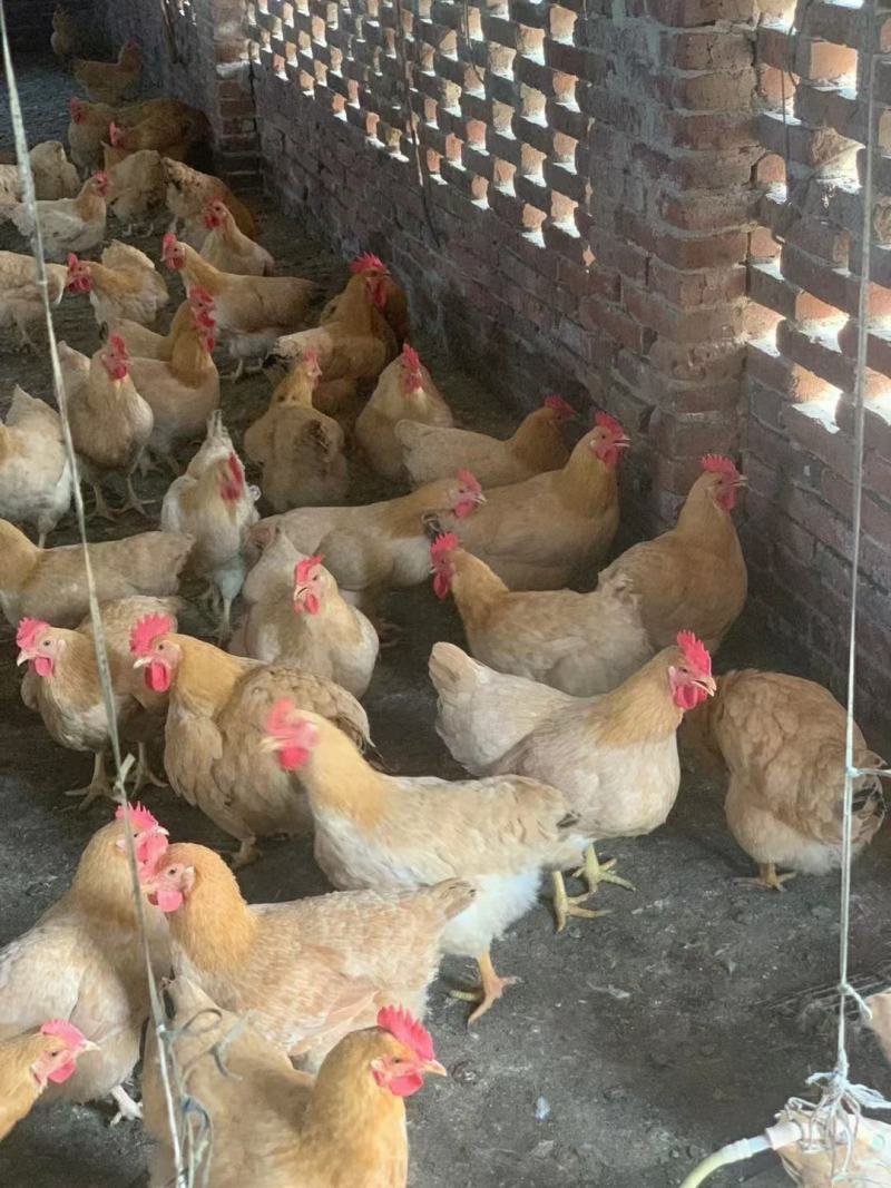 长期供应广西放养土鸡，三黄鸡