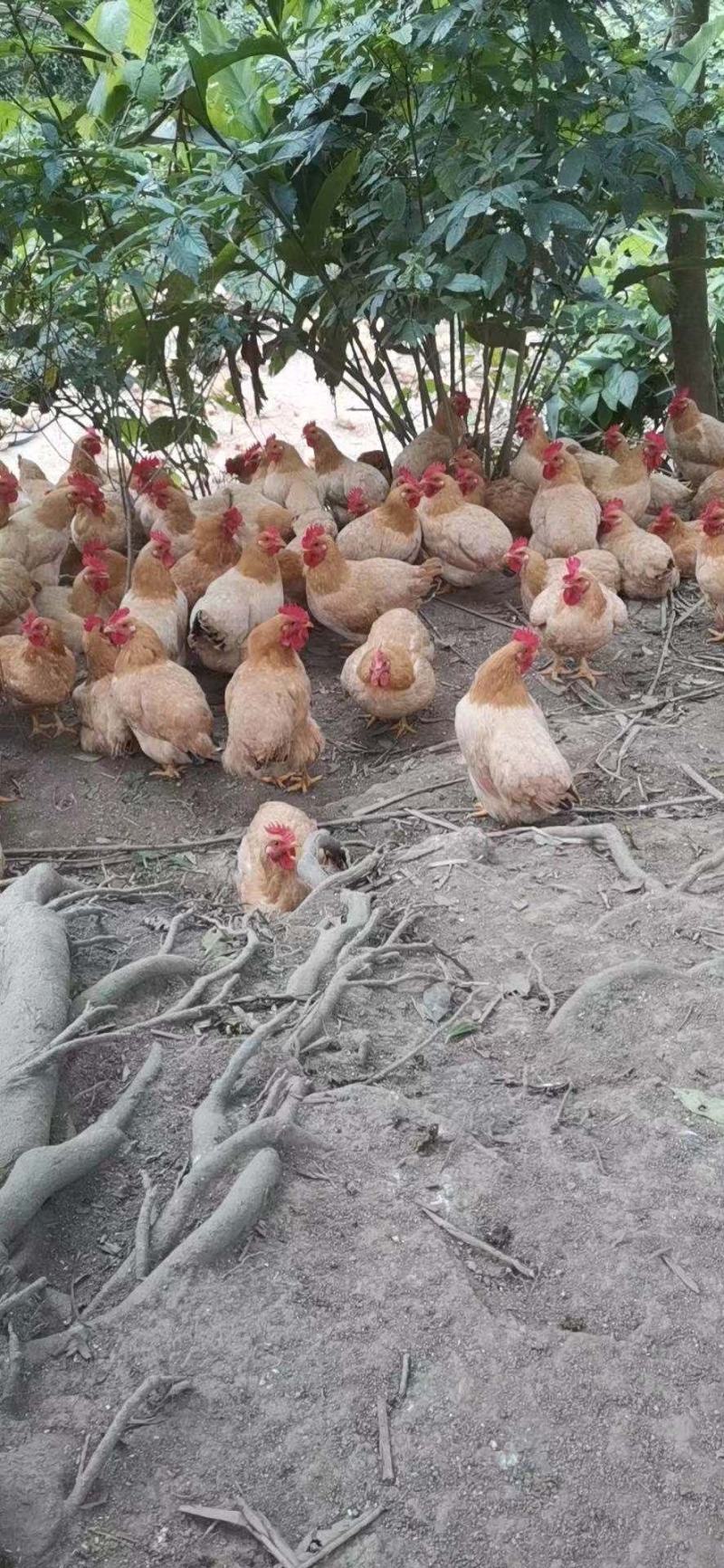 长期供应广西放养土鸡，三黄鸡