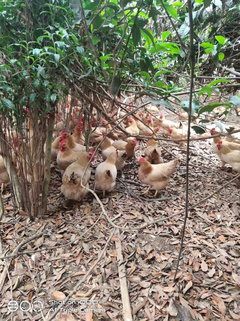 长期供应广西放养土鸡，三黄鸡