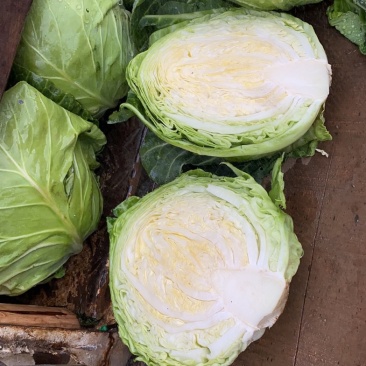 甘蓝圆包菜现货200吨精品好货有需要的老板联系我