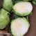 甘蓝圆包菜现货200吨精品好货有需要的老板联系我