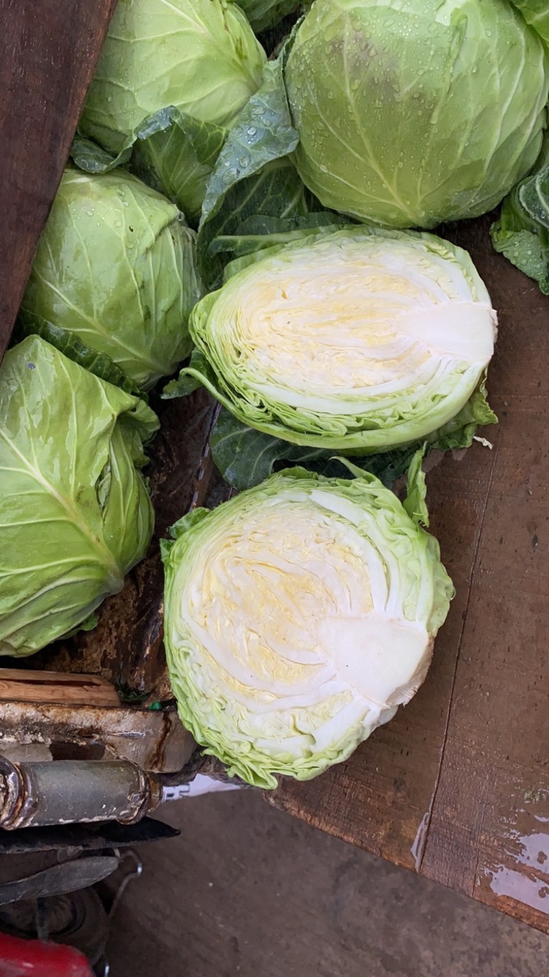 甘蓝圆包菜现货200吨精品好货有需要的老板联系我