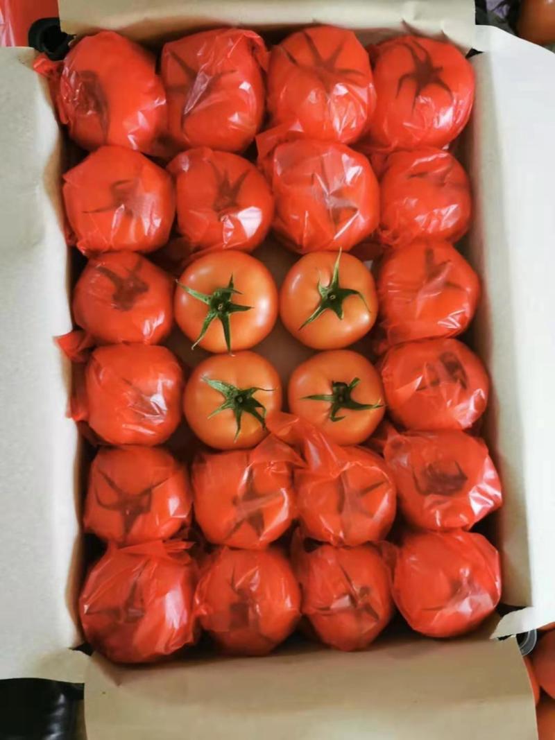 精品硬粉西红柿，大量现货，全国出售，基地直供