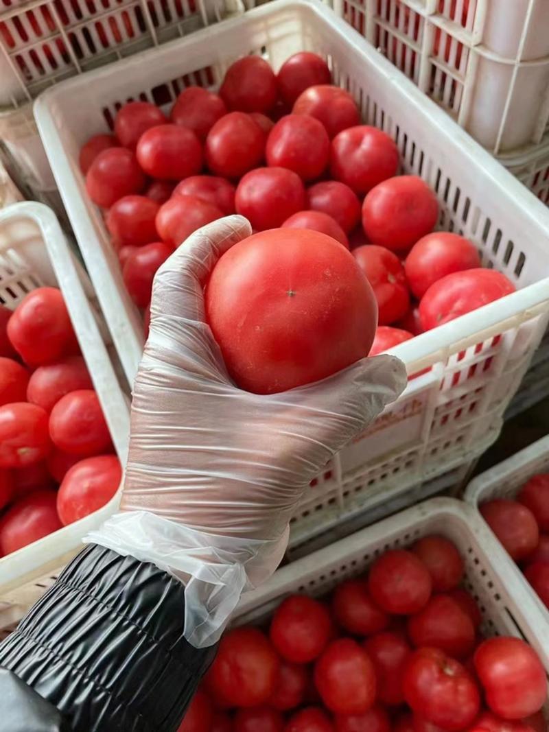 精品硬粉西红柿，大量现货，全国出售，基地直供