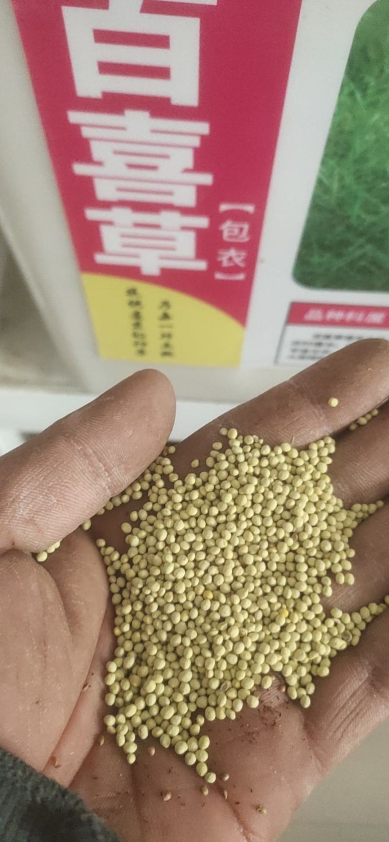 蒲公英种子四季可播发芽率高新货阳台路边花海种子