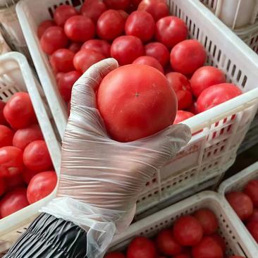 山东精品西红柿，量大质优，全国热销，基地直发商超专供