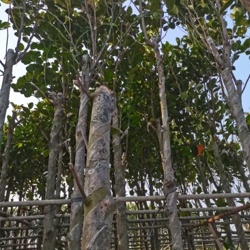 菠萝树、菠萝密、大树菠萝