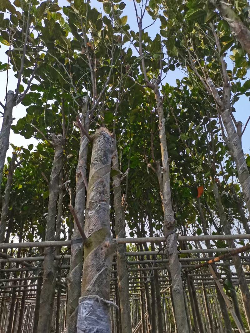 菠萝树、菠萝密、大树菠萝