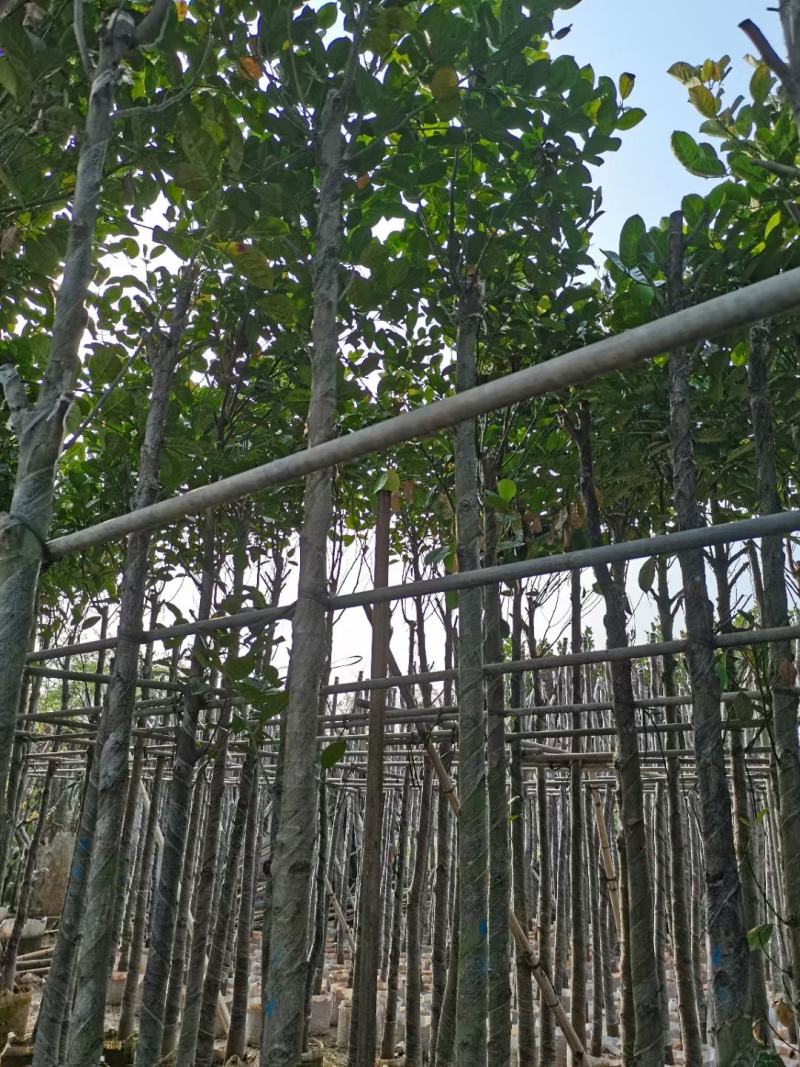 菠萝树、菠萝密、大树菠萝