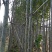 菠萝树、菠萝密、大树菠萝