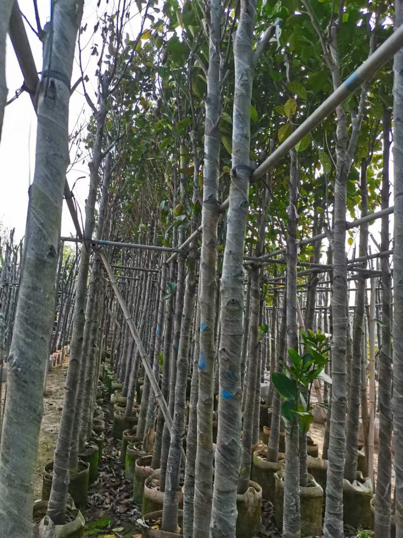 菠萝树、菠萝密、大树菠萝
