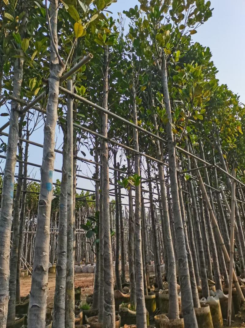 菠萝树、菠萝密、大树菠萝