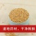 白芥子辣菜仔白介子农家新货白芥仔量大从优