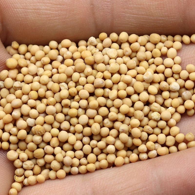 白芥子辣菜仔白介子农家新货白芥仔量大从优