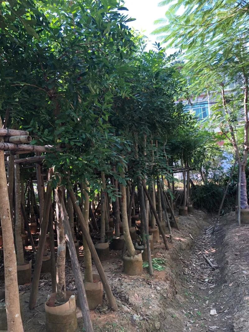 桃花心木、美国红木、桃花芯