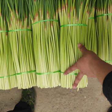 河南蒜薹预售一手货源即将上市量大货优价格实惠