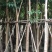 红花风铃木、洋红风铃木