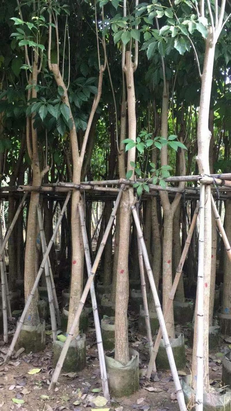 红花风铃木、洋红风铃木