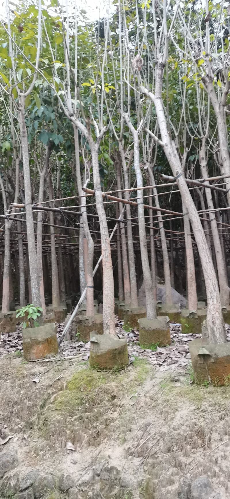 红花风铃木、洋红风铃木