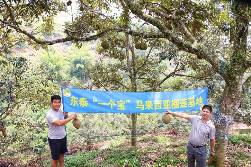 马来西亚精选树上熟东泰一个宝猫山王包D197氮气保鲜三包