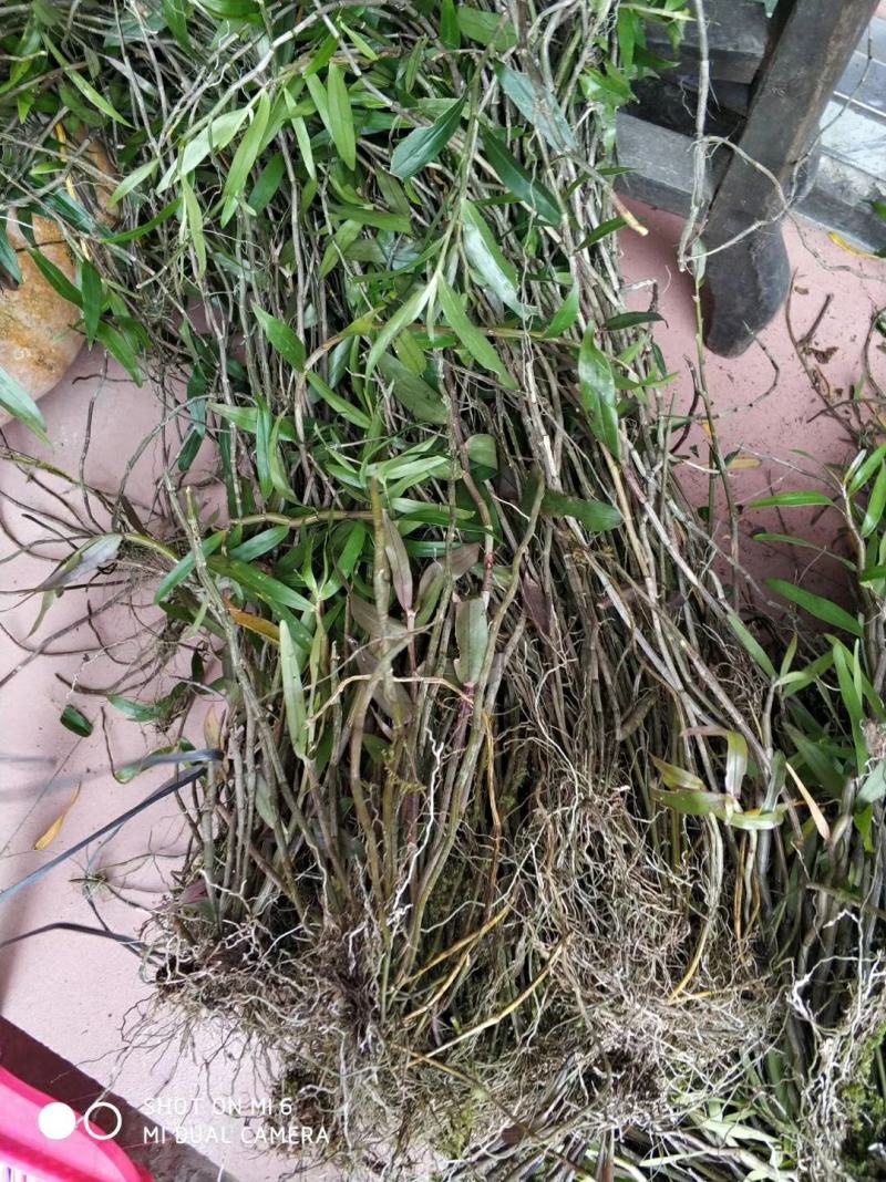 野生石斛新鲜带根现发