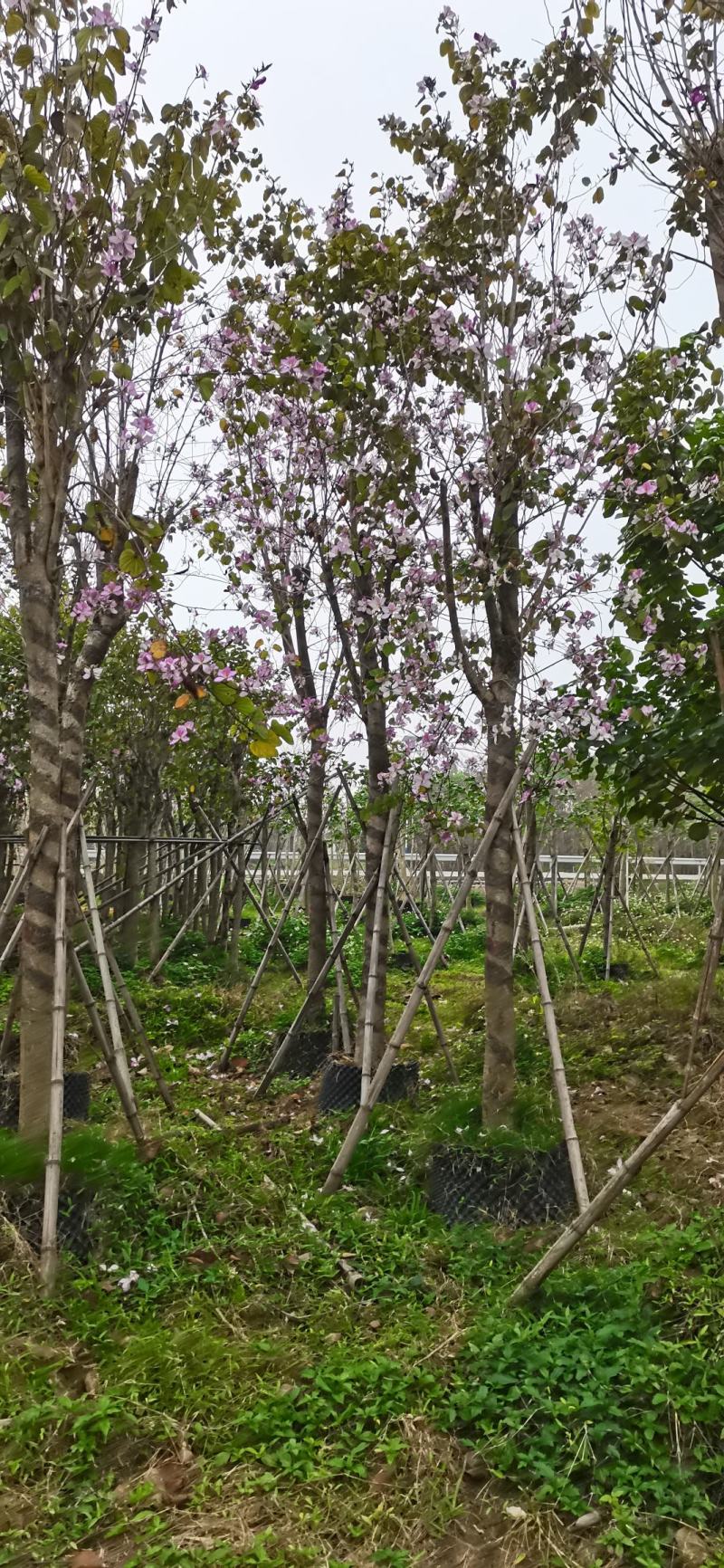 洋紫荊、宫粉紫荆、弯叶树