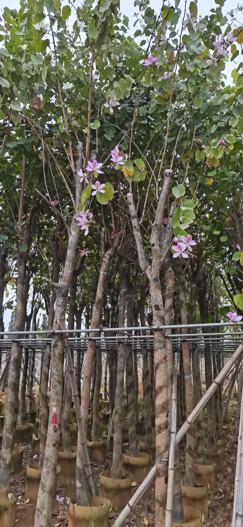 洋紫荊、宫粉紫荆、弯叶树