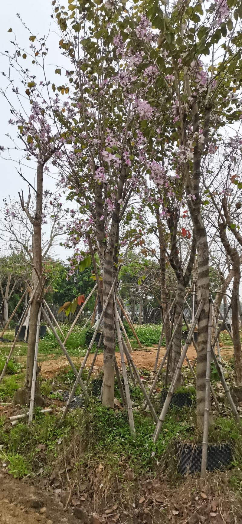 洋紫荊、宫粉紫荆、弯叶树