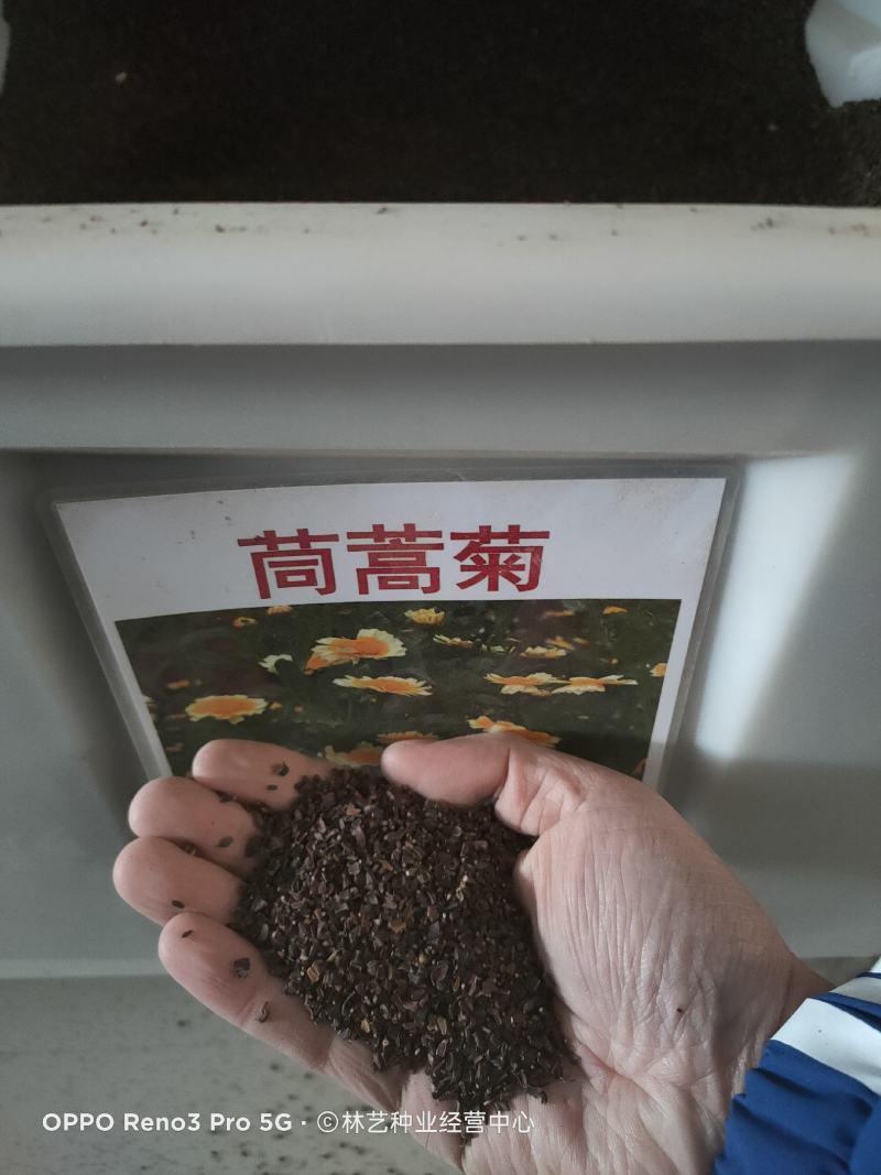 茼蒿菊种子黄金菊花种籽子春秋四季开花室外花草易活