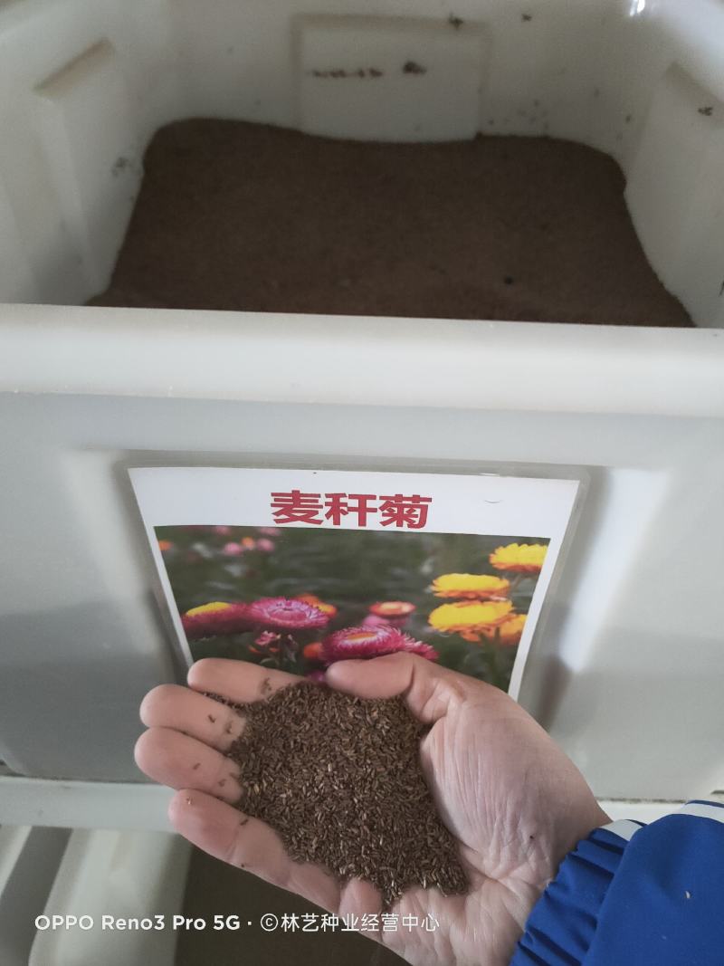 麦秆菊花种子多年生四季种易活开花不断阳台庭院道路花海
