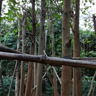 菩提榕、菩提树、思维树