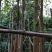 菩提榕、菩提树、思维树