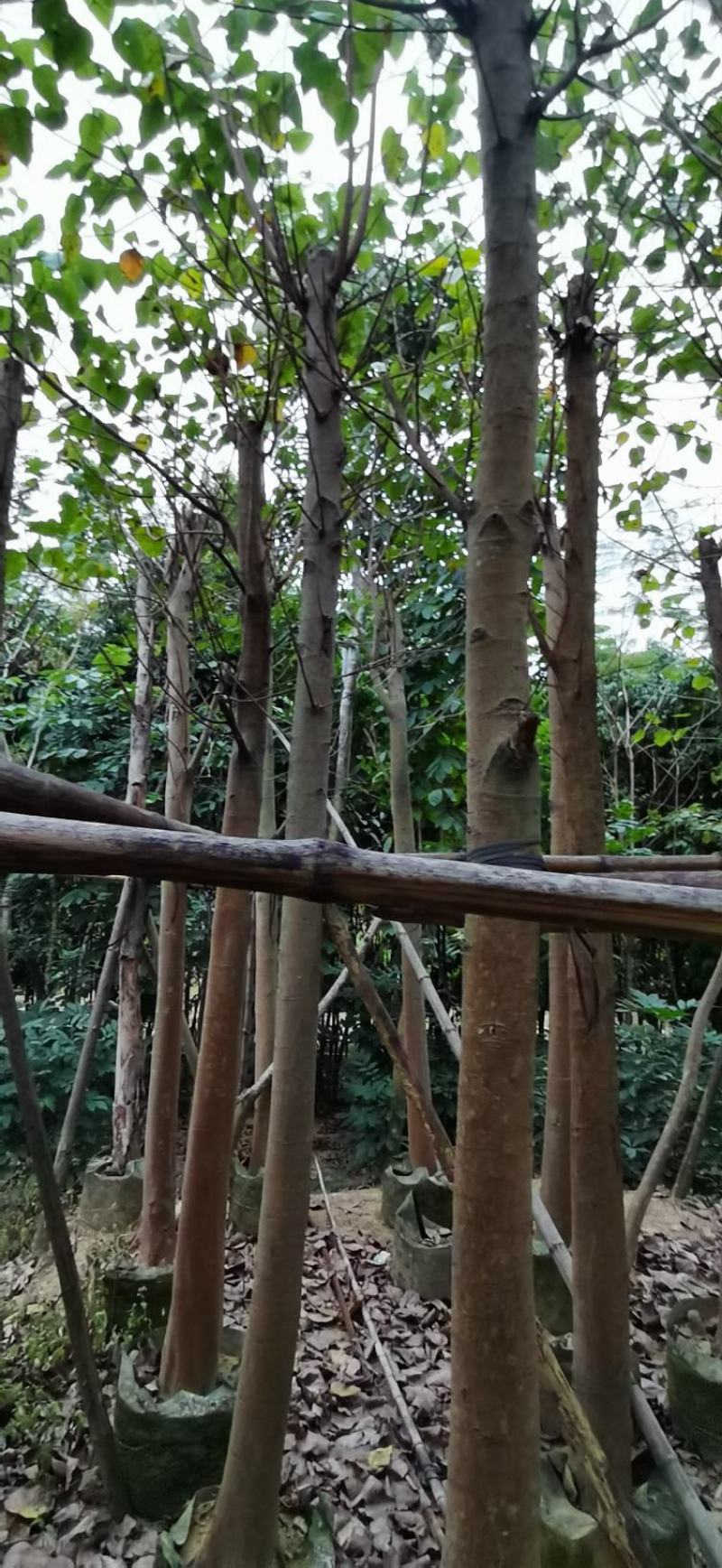 菩提榕、菩提树、思维树