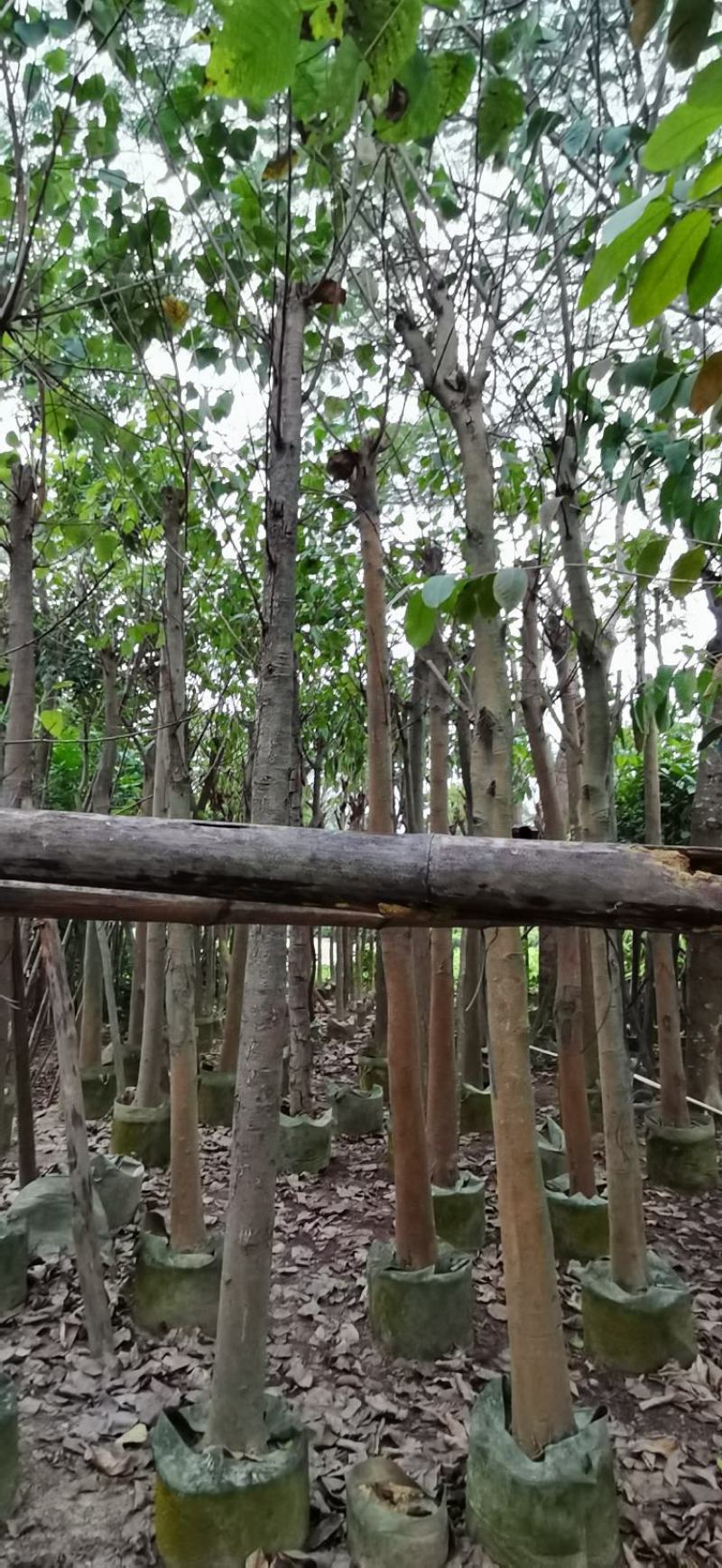 菩提榕、菩提树、思维树