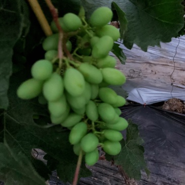 郁金香葡萄🍇茉莉香葡萄🍇