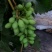 郁金香葡萄🍇茉莉香葡萄🍇