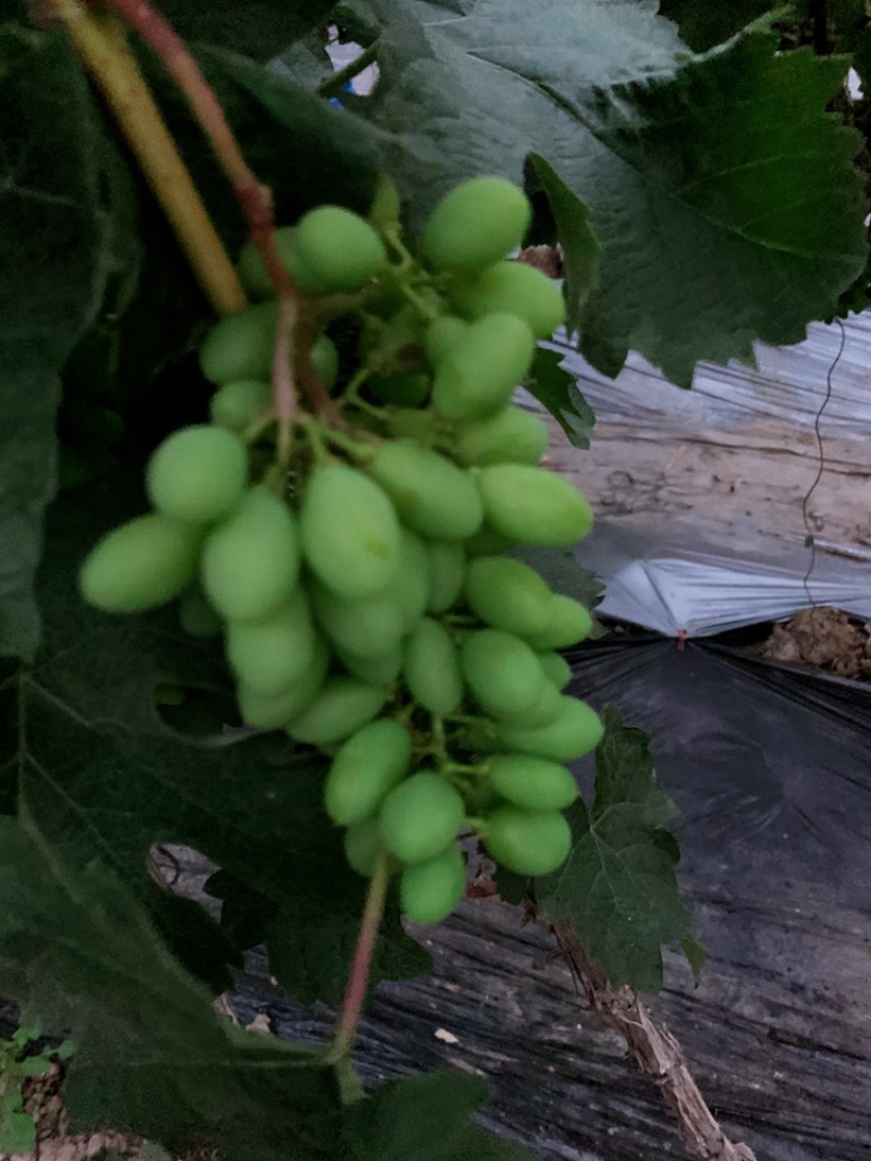 郁金香葡萄🍇茉莉香葡萄🍇